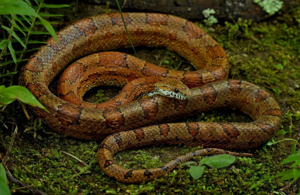 A large snake displaying a striking red and white pattern, coiled elegantly on a natural surface.