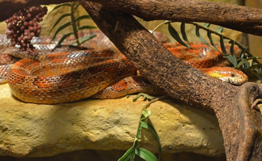A vibrant red snake rests gracefully on a sturdy branch, blending with its natural surroundings.