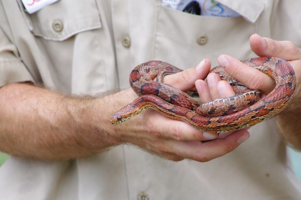 A man gently holds a snake in his hands, showcasing a moment of connection with the creature.