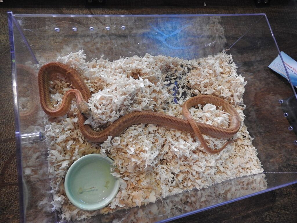 A snake resting in a clear plastic container, surrounded by pieces of food.