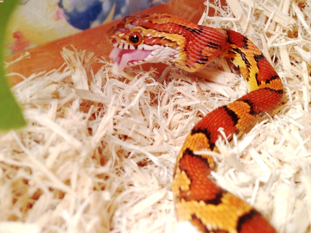 A close-up of a snake with its mouth agape, revealing fangs, resting in a confined cage.