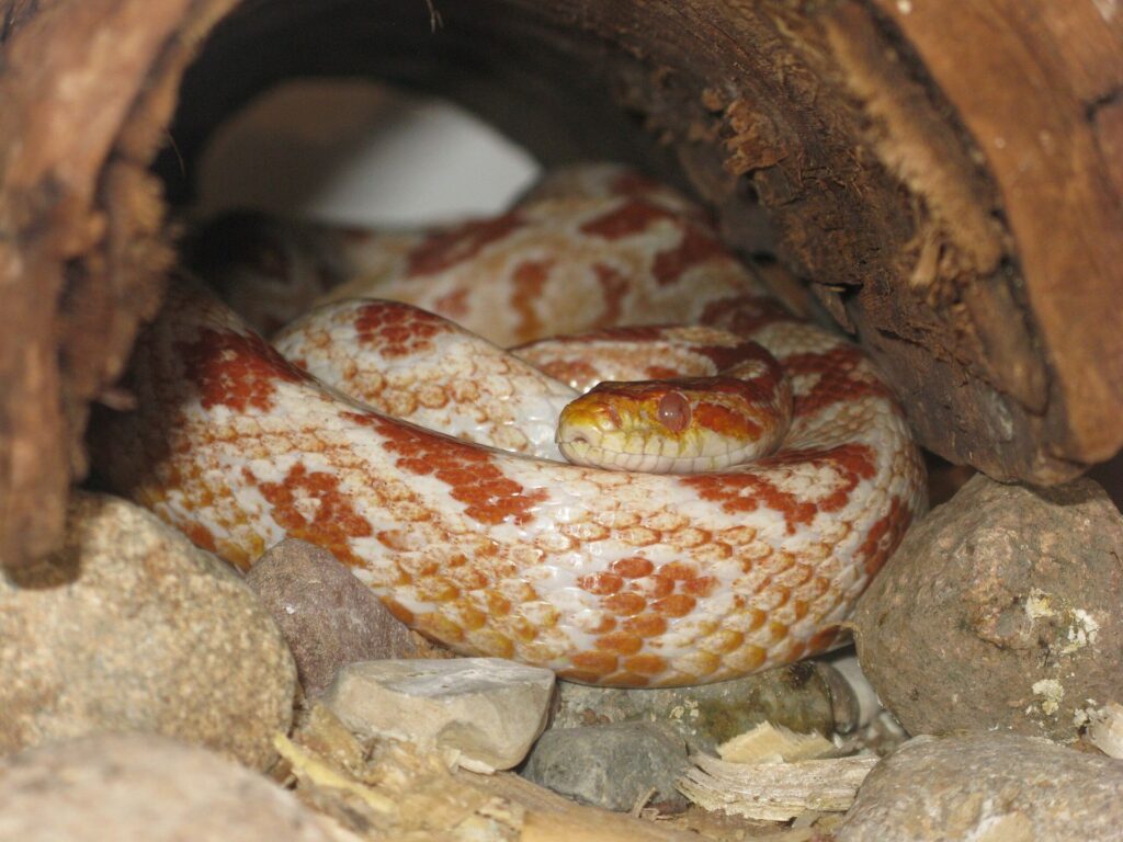 A snake curled up inside a wooden tunnel, blending with the natural textures of its environment.