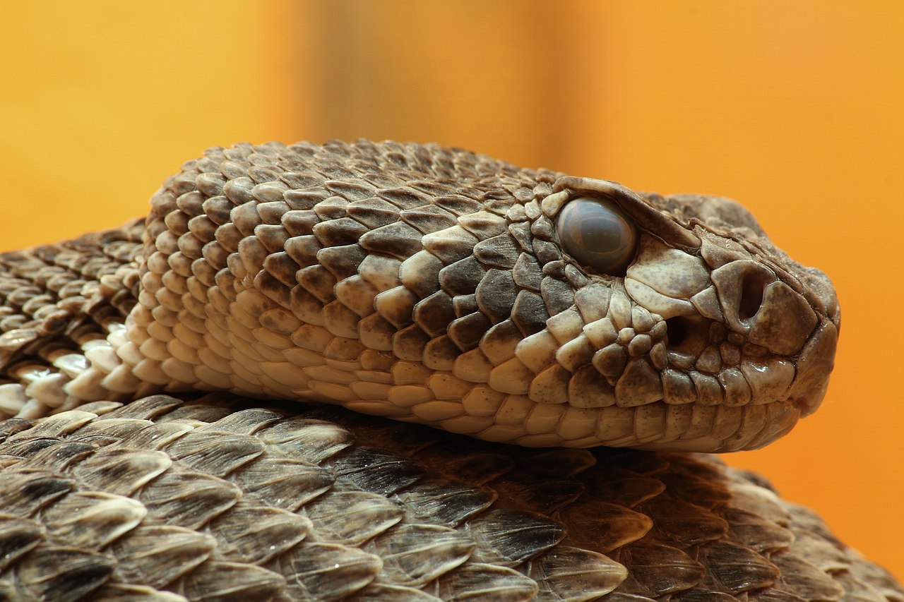 The Most Elusive Venomous Snakes Rarely Seen by Humans