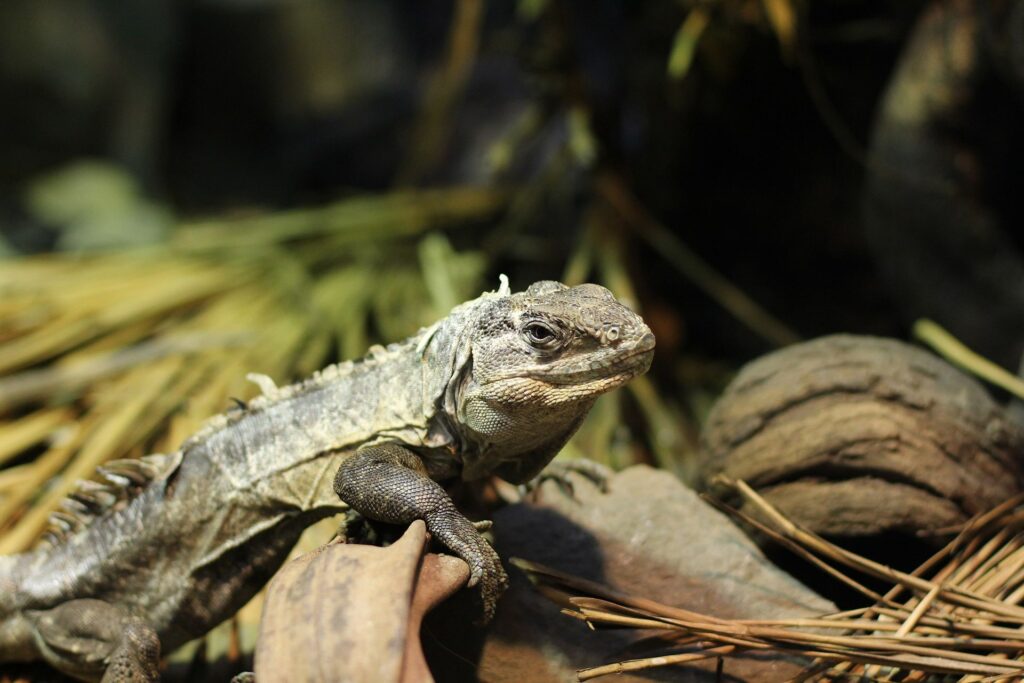 An iguana perched on a branch, showcasing its vibrant green scales in a zoo habitat.