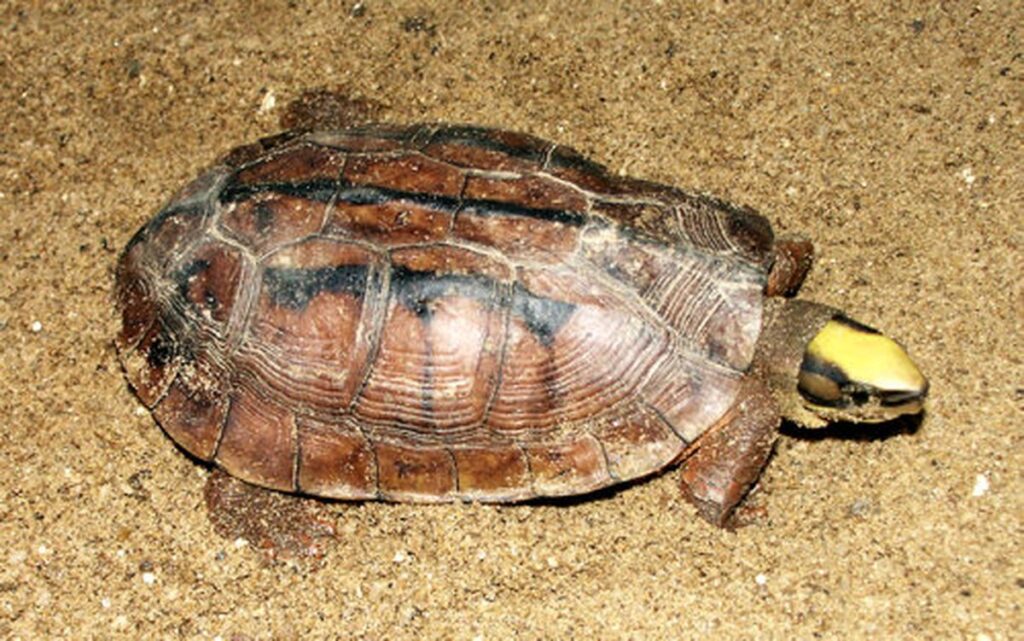 A turtle with a bright yellow head slowly walking on the ground, showcasing its unique coloration and textured shell.