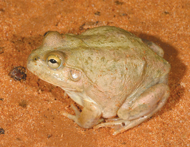 A frog perched on sandy soil, showcasing its vibrant green color against the earth tones.
