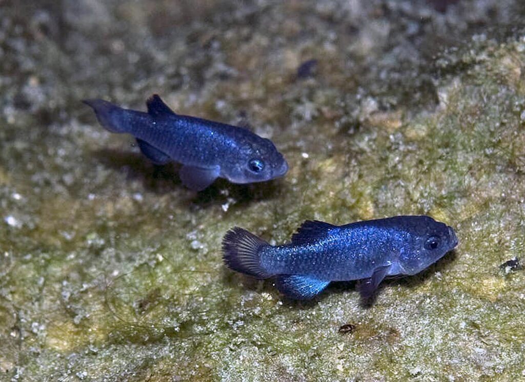 Two small blue fish resting on the ground, showcasing their vibrant color and delicate features.