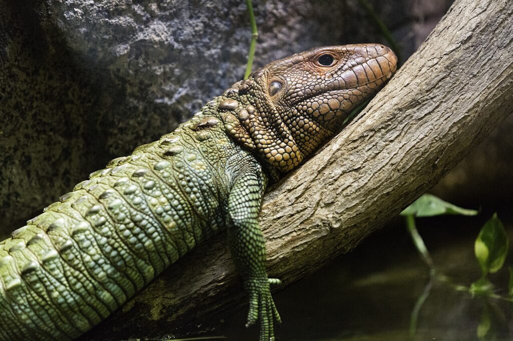 A green lizard rests on a branch, blending into its natural surroundings.