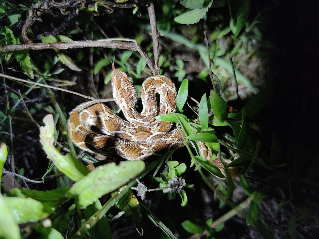 Indian saw-scaled viper (Echis carinatus carinatus)