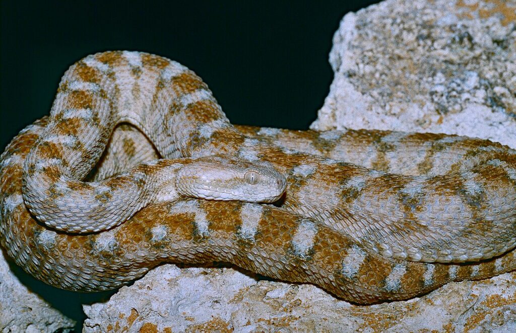 Egyptian Saw-scaled Viper