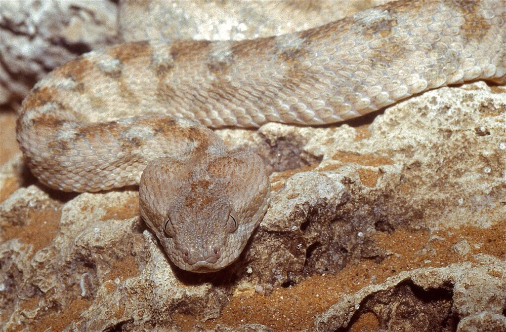 Egyptian Saw-scaled Viper