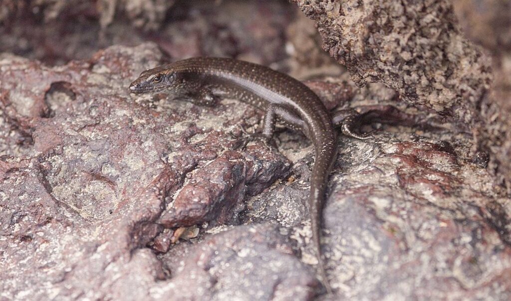A lizard perched on a rock, blending into its natural wild habitat under soft sunlight.