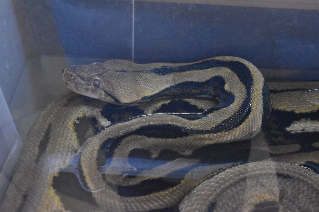 Malayopython reticulatus