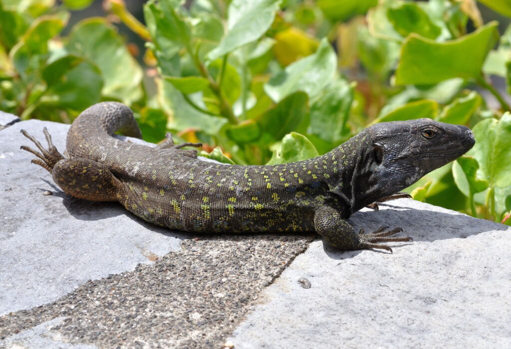 A lizard resting on a textured rock, showcasing its vibrant colors against a backdrop of greenery.