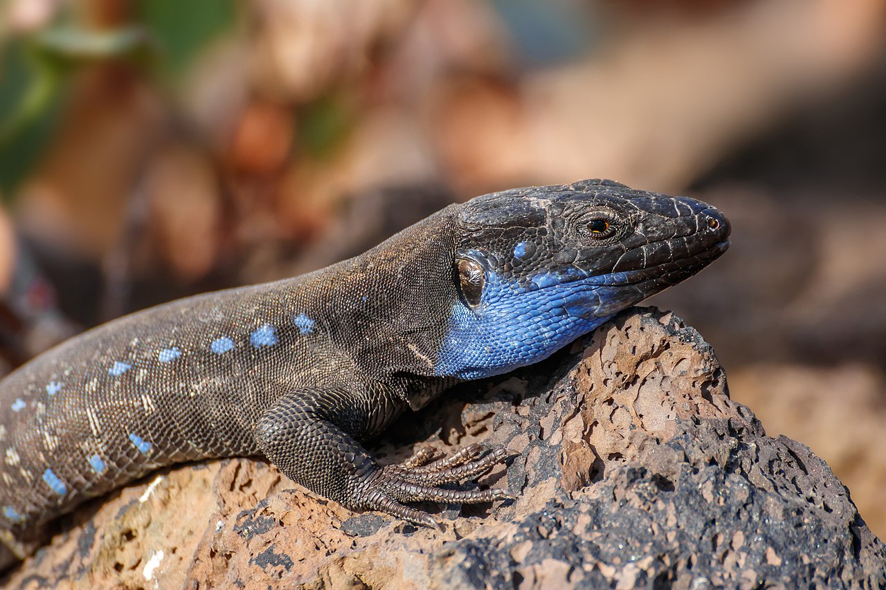 Why Some Conservationists Believe Reptile Reserves Are the Future