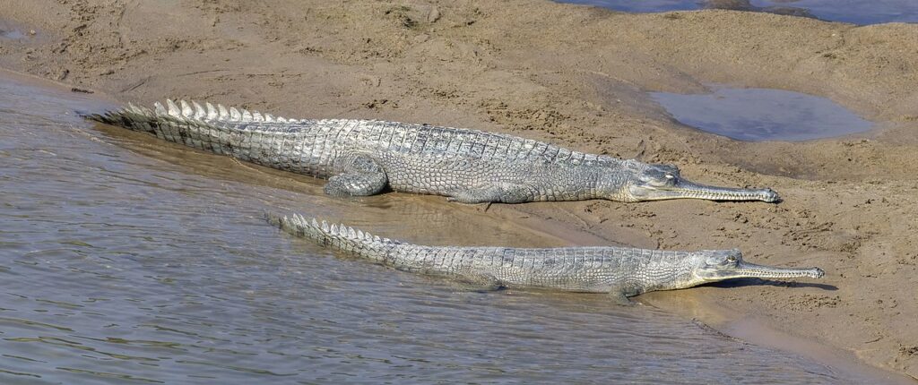 Gharial (Gavialis gangeticus) female and juvenile, Babai River, Bardiya national Park, Nepal