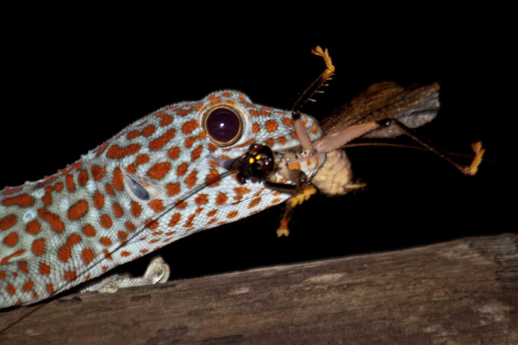 A gecko holding a bug in its mouth, showcasing its hunting skills in a natural setting.