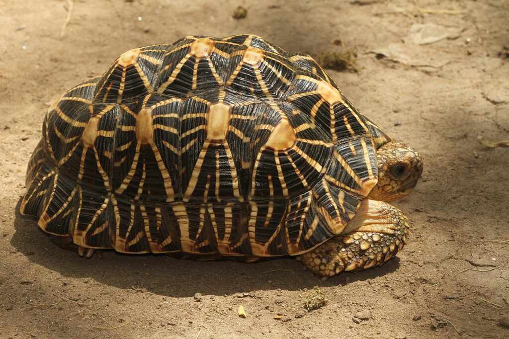 A tortoise resting on the ground, viewed from behind, showcasing its textured shell and natural surroundings.