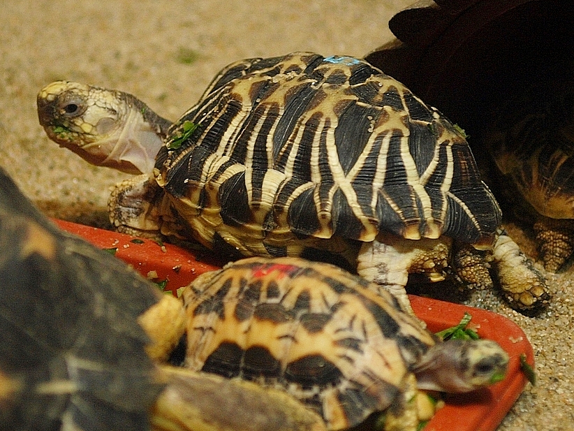 Two turtles resting on a vibrant red tray, showcasing their textured shells and calm demeanor.