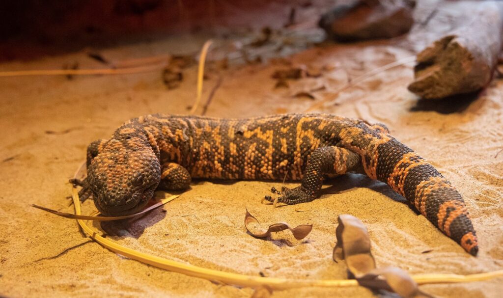 A lizard rests on the sandy ground, blending into its natural environment under the warm sunlight.