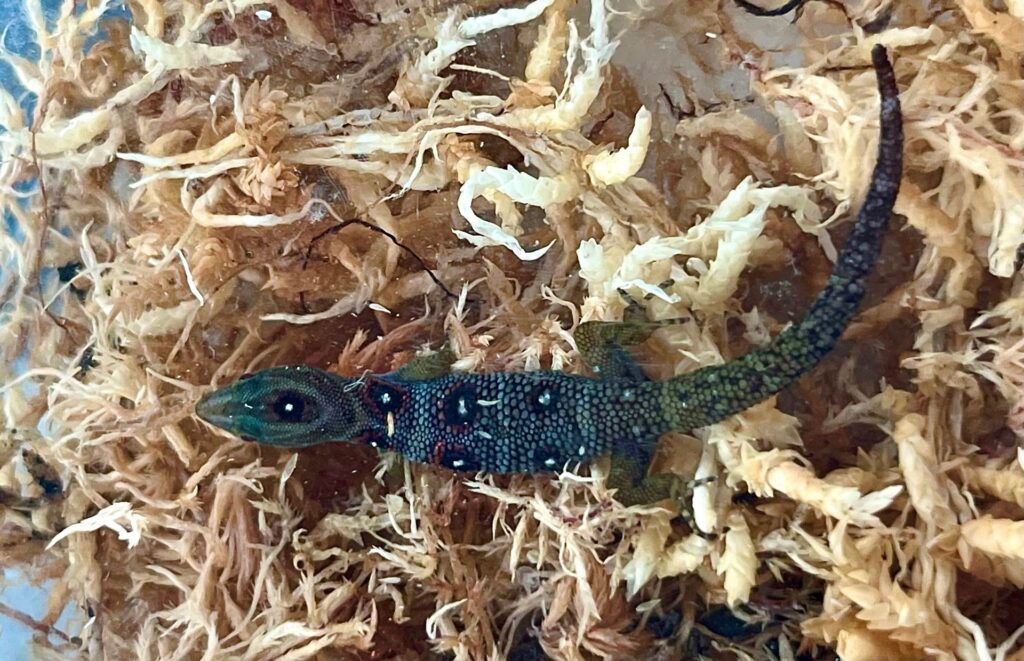 A small lizard displaying vibrant blue and green colors on its body, perched on a rock in a natural setting.