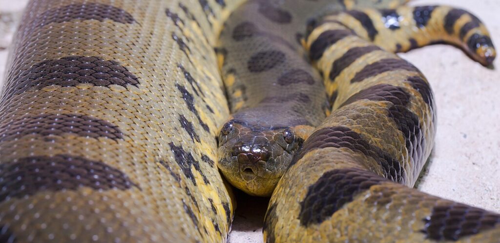 Anaconda común (Eunectes murinus), Tierpark Hellabrunn, Múnich, Alemania