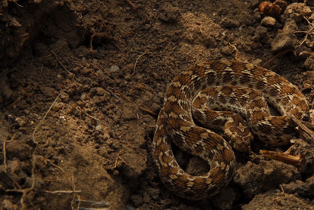 Indian saw-scaled viper (Echis carinatus carinatus)