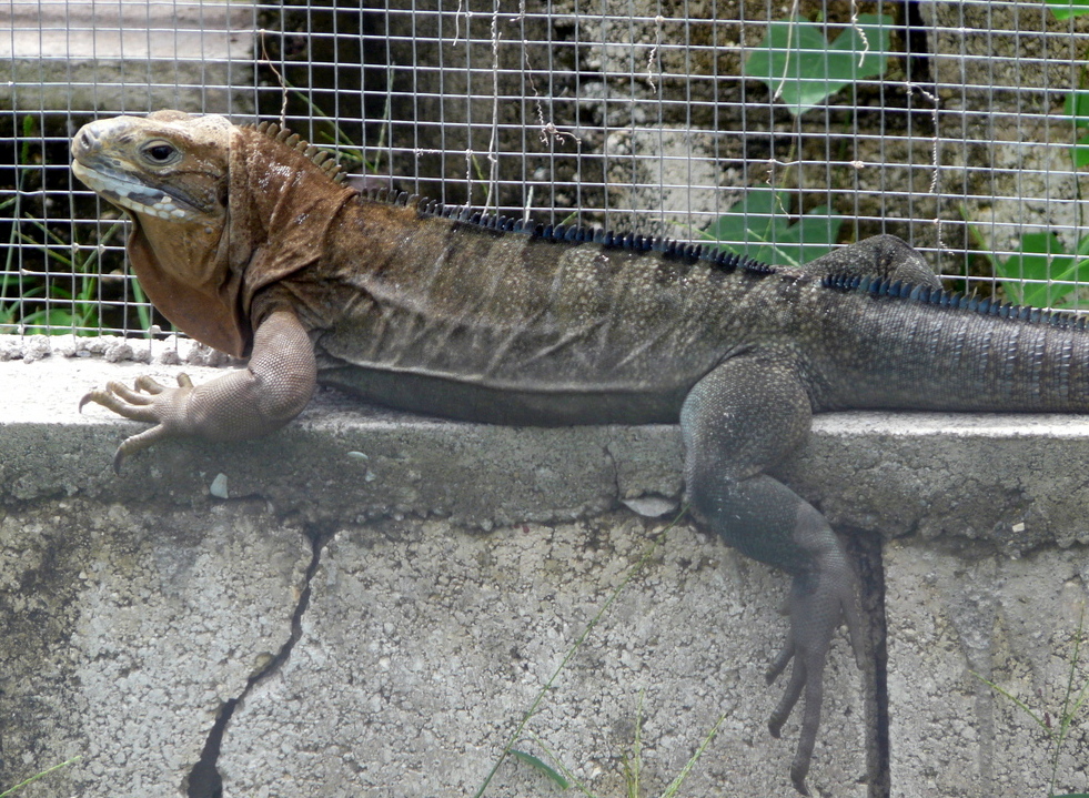 A large lizard basking on a sunlit stone wall, showcasing its textured skin and vibrant colors.