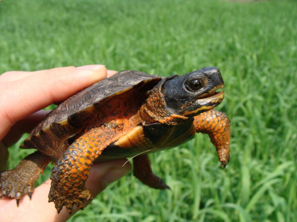 A small turtle is cradled in a person's hand, highlighting the turtle's intricate shell patterns and vibrant colors.