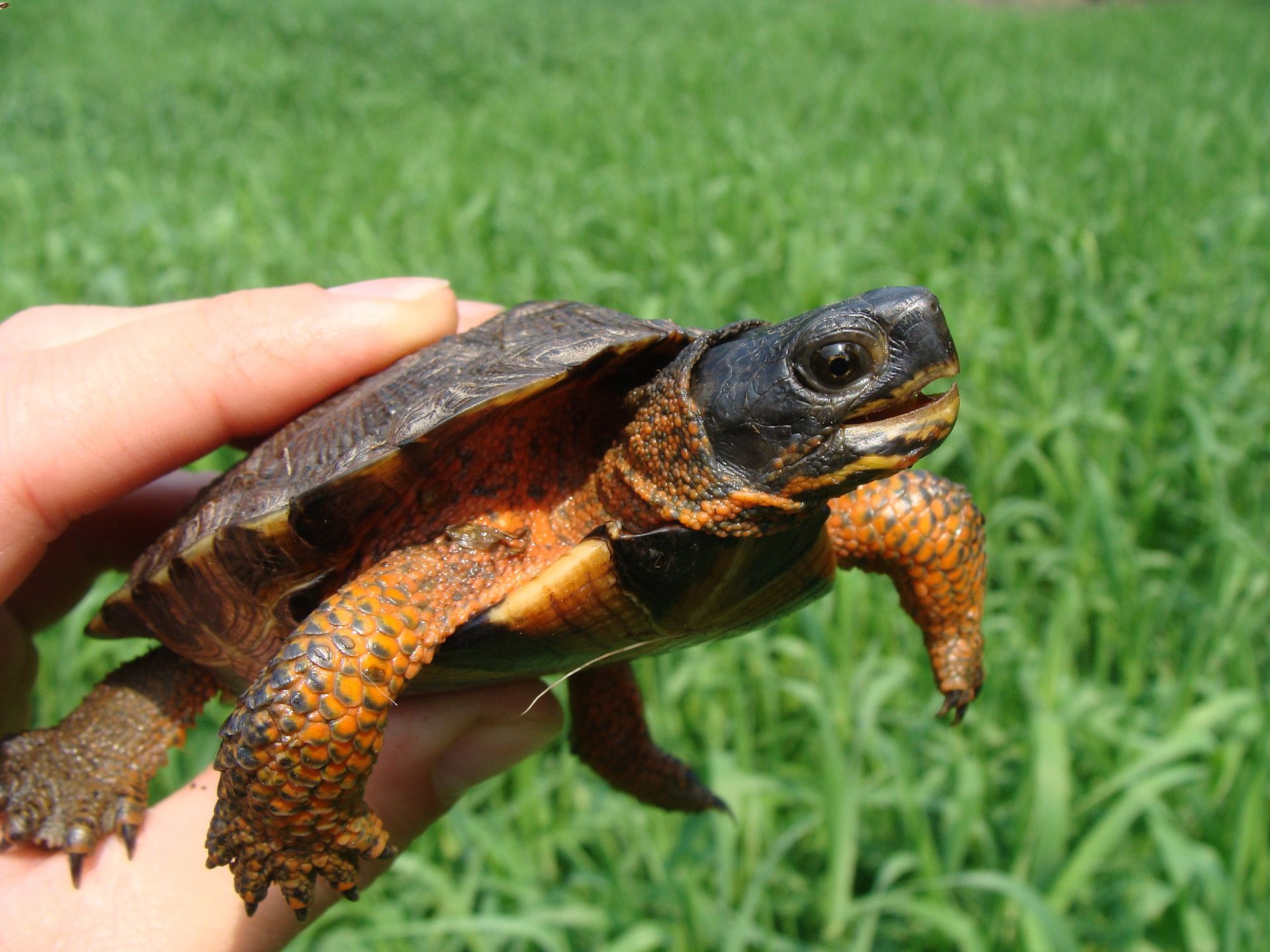 A small turtle is cradled in a person's hand, highlighting the turtle's intricate shell patterns and vibrant colors.