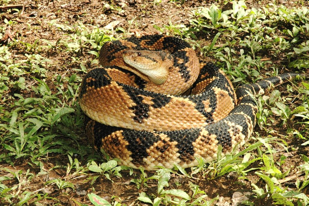 A large snake displaying a striking black and white pattern, coiled elegantly on a branch in a natural setting.