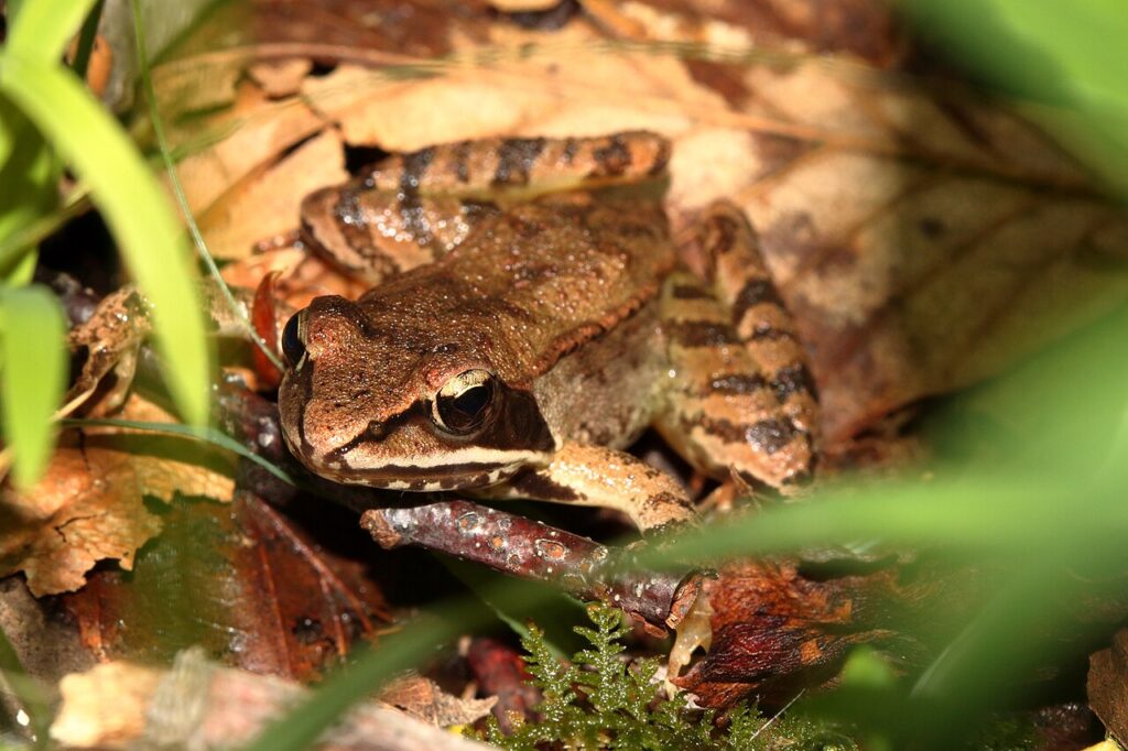 A brown and black frog resting on the ground, blending into its natural environment.