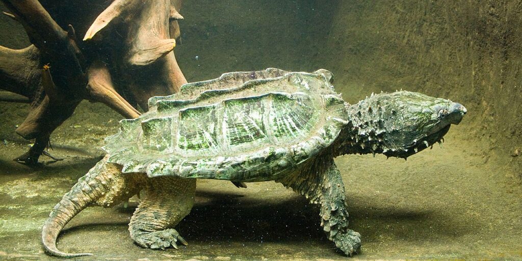 A turtle gracefully walks along the sandy bottom of an aquarium, surrounded by colorful aquatic plants and fish.