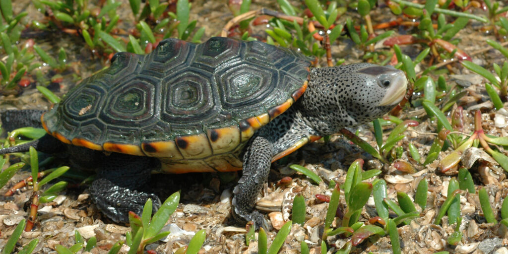 A small turtle slowly walks across the ground, showcasing its textured shell and tiny feet.