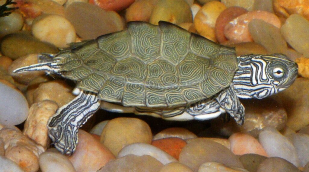 A black and white patterned turtle swims gracefully in a clear tank, showcasing its unique shell design.