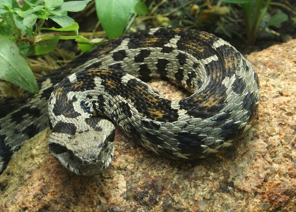 A snake displaying a striking black and white pattern across its elongated body, coiled on a natural surface.