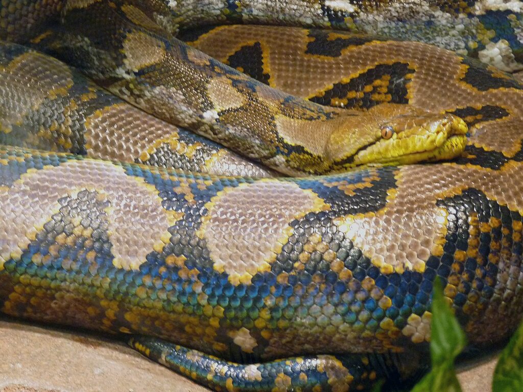 Nederlands: Python reticulatus/Netpython.