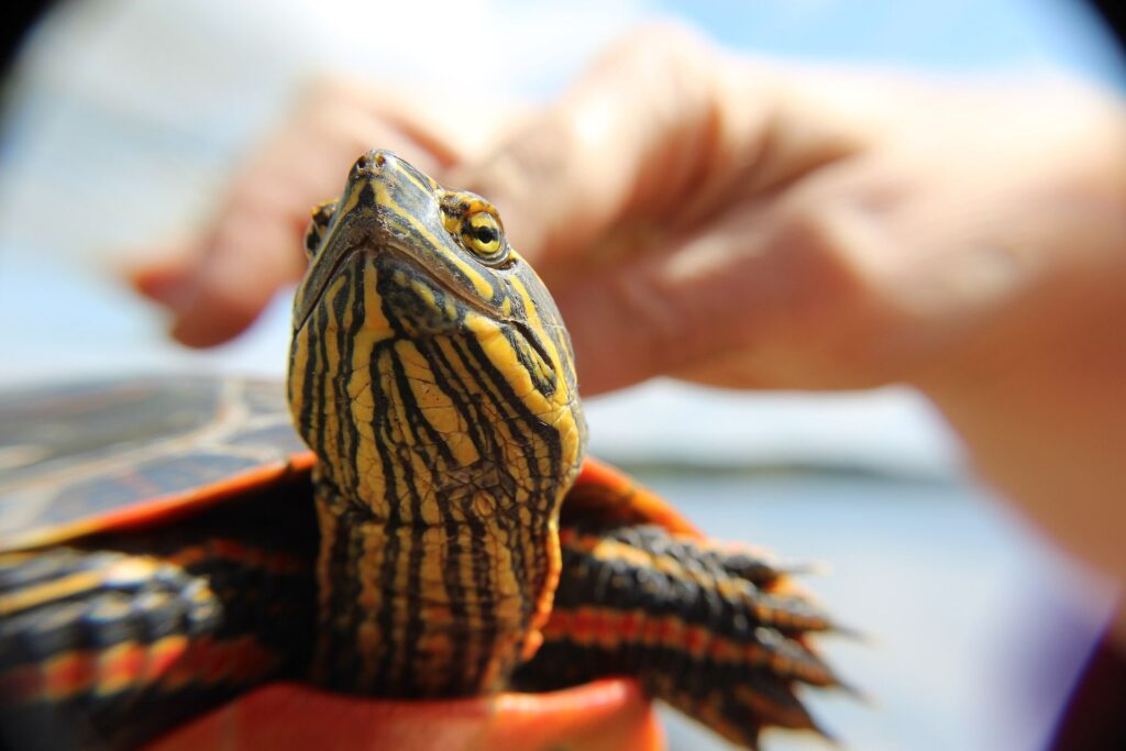 A detailed view of a turtle emerging from the water, highlighting its distinctive shell patterns and curious gaze.