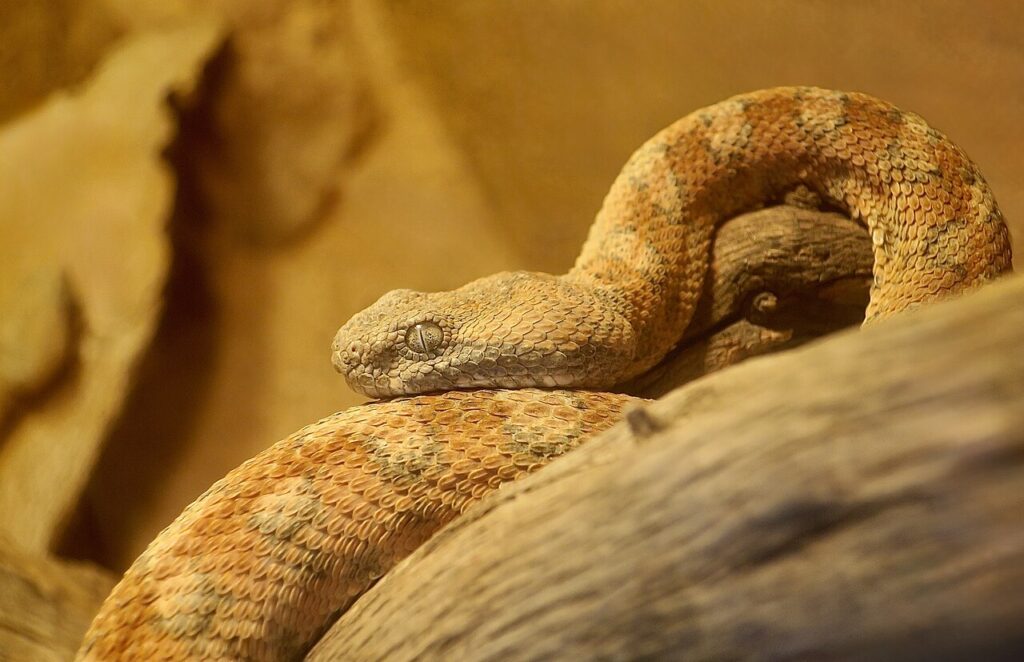 Closeup of a painted saw-scaled viper at Phoenix Zoo.