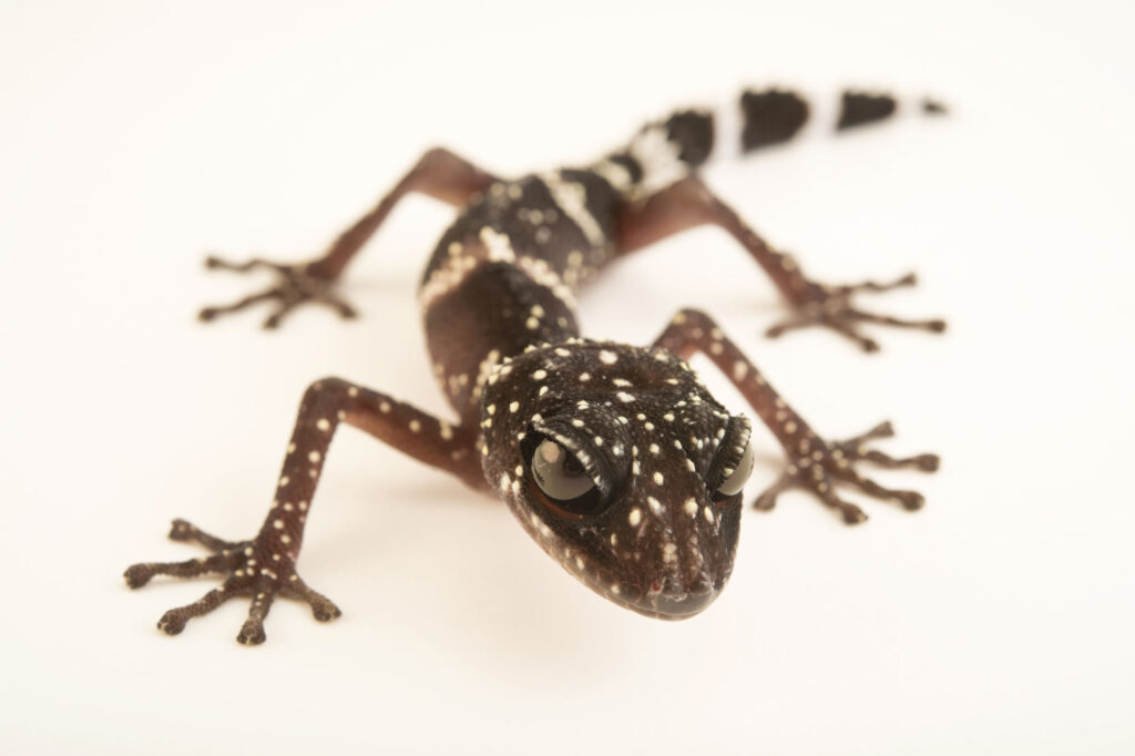 A gecko with a spotted black pattern on its body, showcasing its unique and vibrant appearance against a natural backdrop.