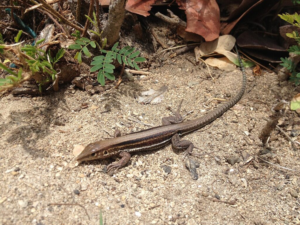 A lizard resting on the ground, blending into the earthy tones of its surroundings.