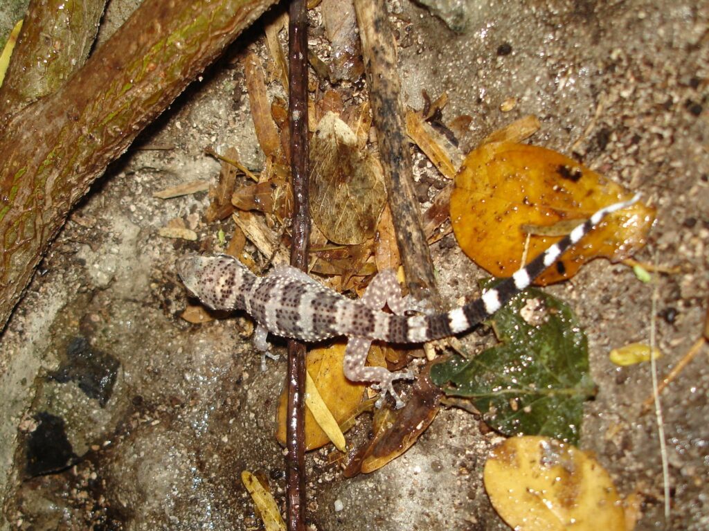 A lizard resting on the ground, blending into its natural surroundings with textured skin and alert posture.