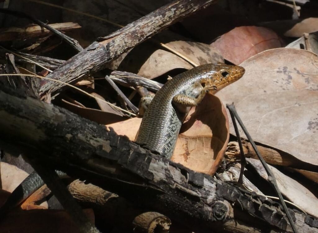 A lizard is perched on the ground amidst the foliage of the woods, showcasing its natural camouflage.