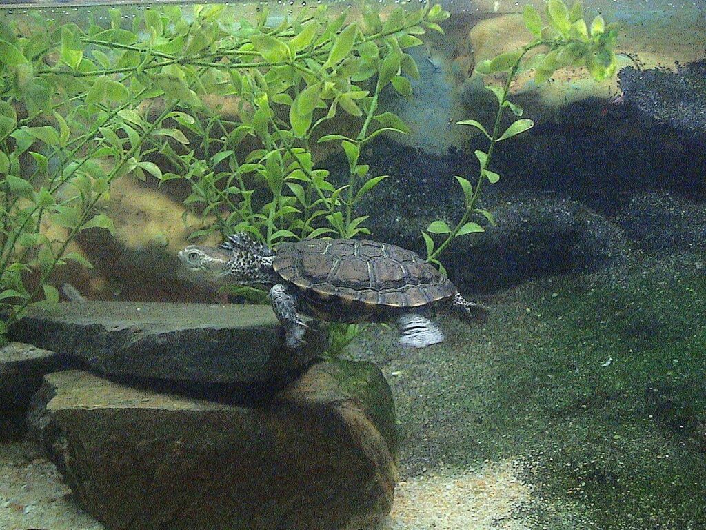 A turtle swims gracefully in a clear aquarium, surrounded by colorful pebbles and aquatic plants.