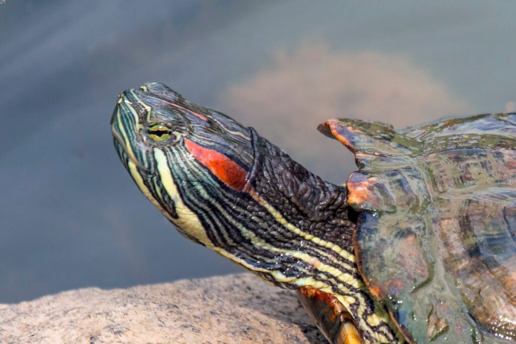 A red-eared slider turtle basking on a rock, showcasing its vibrant green shell and distinctive red ear markings.