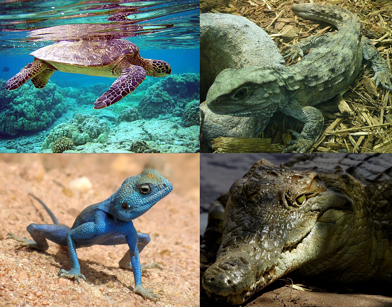 The Reptiles That Have Been Successfully Brought Back From the Brink