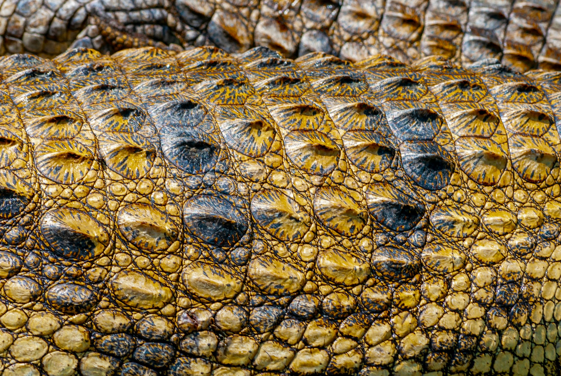 Why Reptile Skin Trade Is Still a Major Threat to Certain Species