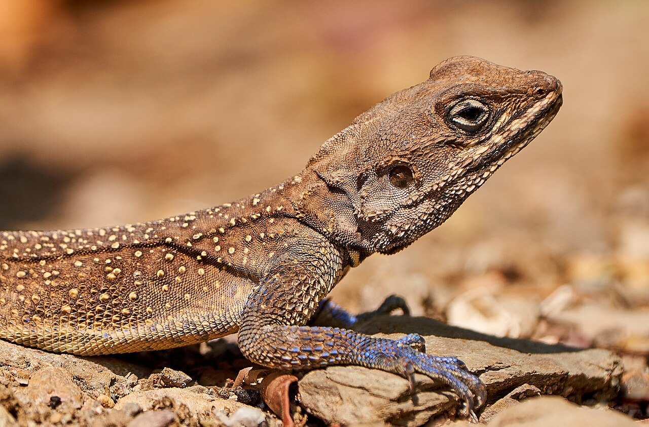 The Most Extreme Climate Survivors Can These Reptiles Outlast Global Warming