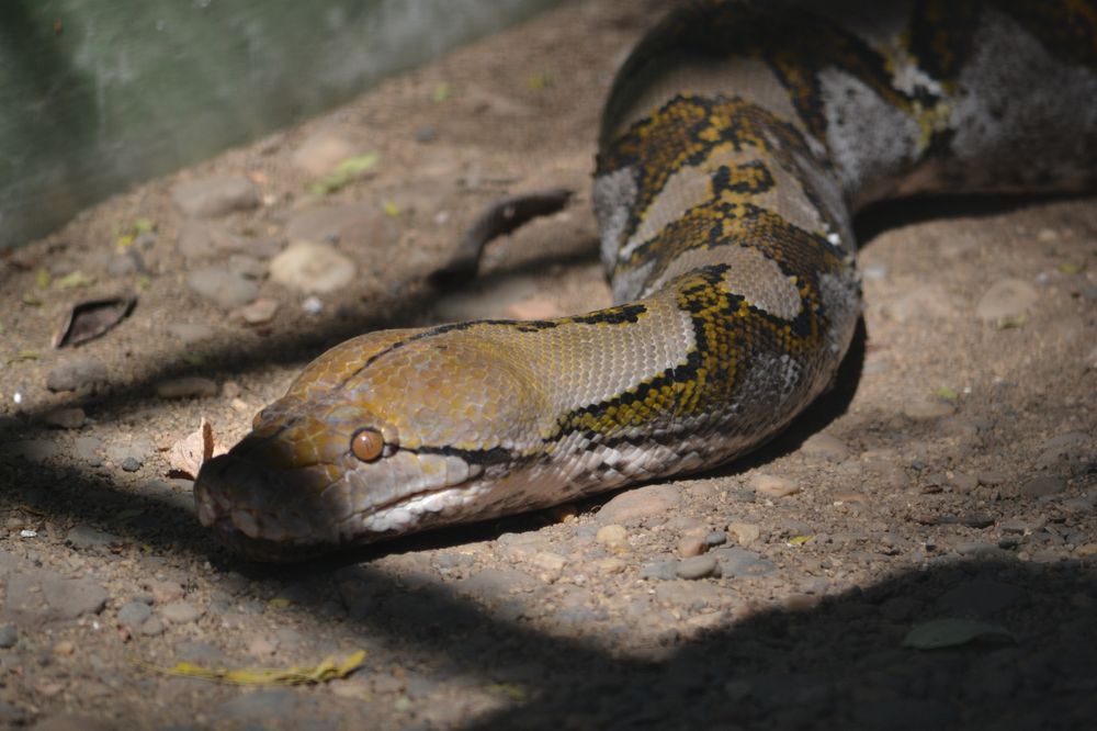 Reticulated python in Pune