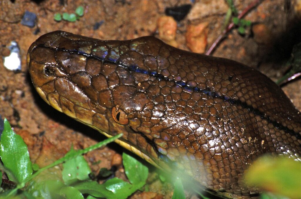 Reticulated Python (Broghammerus reticulatus)